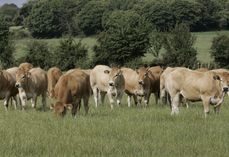 Le Label rouge a commercialisé 540 t en 2024 dans 53 points de vente, alors que le nombre d'animaux labellisables se rapproche des 50 %.