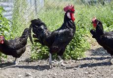 Le poulet de Barbezieux est une race emblématique du Sud Charente. Hélas, elle ne recense plus de producteurs dans sa région d'origine.