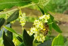 Aux frelons, Varroa, maladies et néonicotinoïdes affectant les colonies d'abeilles chaque année, s'ajoute en 2025 les conditions sèches qui risquent d'affecter leurs réserves hivernales.