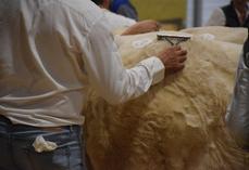 Le concours phare des Charolais en Deux-Sèvres, les Conviviales, est annulé au vu des exigences réglementaires.