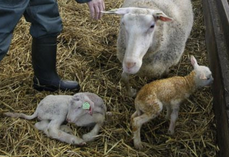 De nombreuses maladies infectieuses peuvent occasionner des avortements.