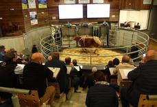 Une cinquantaine de bovins ont été présentés sur le ring.