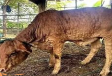 Depuis le 29 juin, la France comptabilise 113 foyers de DNC.