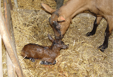 La fièvre Q est la première cause d'avortement en caprins.