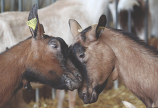 Un effet bouc a été rajouté au programme hormonal de synchronisation.