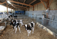 À partir de 6 mois, on recommande a minima 6 m2 par animal.