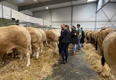 Les membres des jurys, composés d'éleveurs, bouchers, vétérinaires, retraités du milieu agricole et élèves d'établissements agricoles, en délibération derrière les Blondes d'Aquitaine, race à l'honneur.