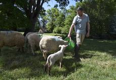 À Oradour-Fanais, en Charente limousine, l'élevage de Patrick Soury compte 600 brebis. L'éleveur est le président national de la section ovine d'Interbev.