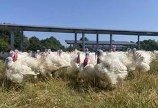 Aux Forges (79), la ferme de Nicolas Moreau constitue un site pilote avec 44 ombrières sur un parcours de 2,5 ha.