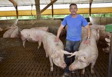 Alain Sergent produit environ 8 000 porcs charcutiers par an. Ils sont abattus à Confolens et transformés chez Sodiporc à Angoulême.