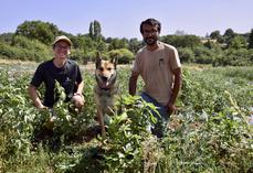 Cheyenne Defontaine et Alexis Blanchet sur le site de maraîchage de leur GAEC à Cellefrouin.
