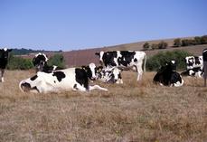 L'obligation d'une part conséquente de maïs dans la ration des troupeaux AOP rend encore plus difficile la question des fourrages, dans un été où les pâtures, comme les champs de maïs, sont grillés.