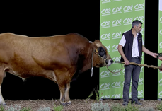 Uranium du Gaec Bodin a été sacré champion mâle, également premier de la section des taureaux jeunes et du prix de synthèse mâle.