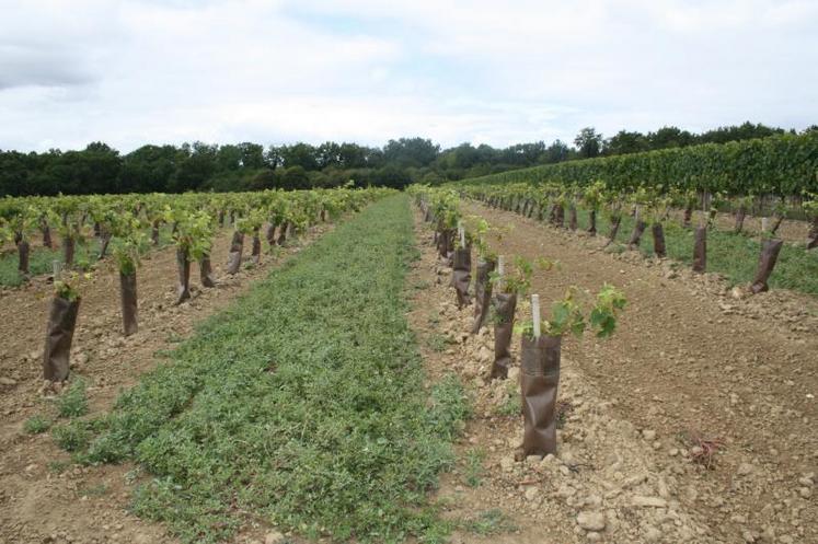 Les plantations de vignes devraient se multiplier dans la région délimitée.