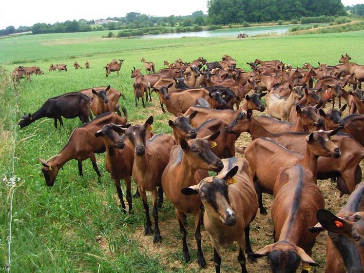 Le suivi de la pousse de l’herbe permettra de donner des repères aux éleveurs pour la conduite du pâturage au printemps et à l’automne.