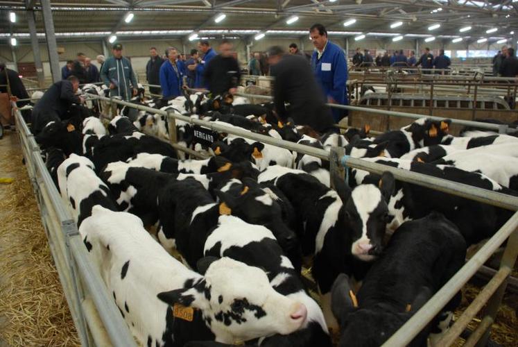 L’équipe du premier marché de France est inquiète : la FCO s’étale sur le territoire et les conséquences sur le marché de Lezay sont significatives.