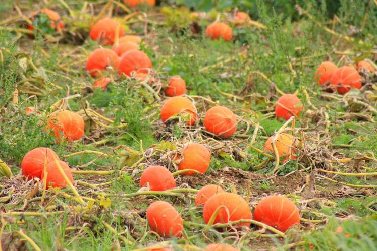 Un essai d'implantation directe de courges sous couvert végétal sans travail du sol a été présenté le 11 septembre à Mouthiers-sur-Boëme.