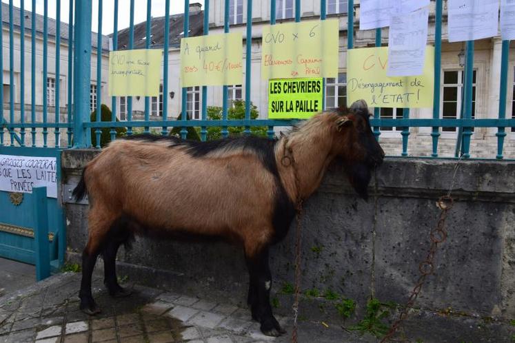 Un bouc et des slogans sur les grilles de la préfecture.
