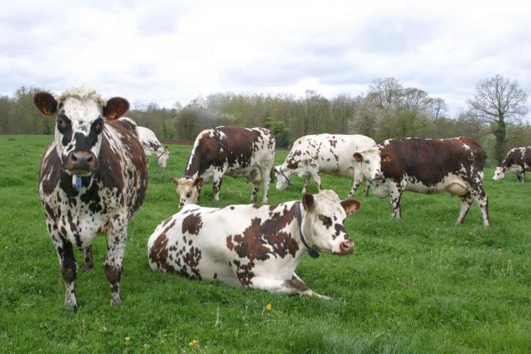 «Il faut faire rentrer l’argent, soit en assurant la production tout en maîtrisant les charges, soit en valorisant davantage le litre de lait à travers des débouchés plus rémunérateurs.»