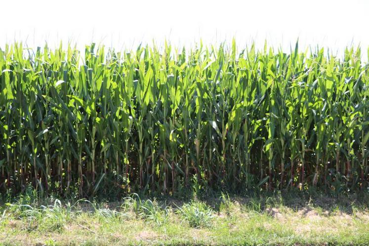 La Chambre d'agriculture va dresser le bilan des ressources en fourrage sur le département.