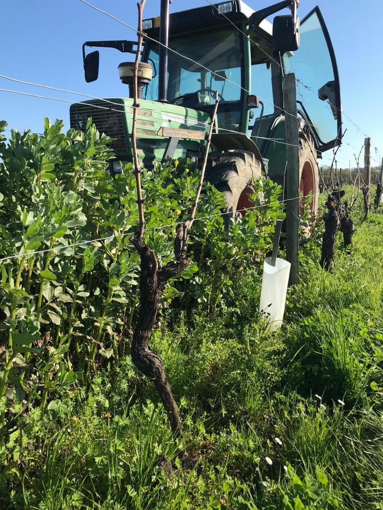 La destruction des engrais verts doit être réalisée 1 à 2 mois avant la floraison de la vigne, soit de fin mars à mi-mai.