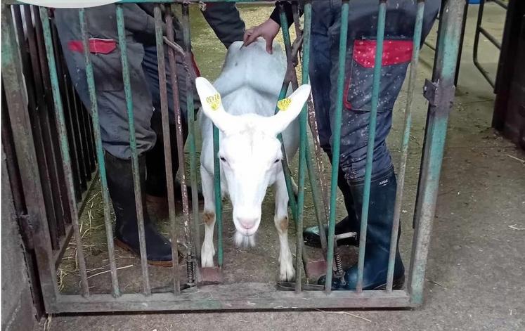 La barrière de contention conçue par Valérie Foucher pour faciliter l'insémination des chèvres.