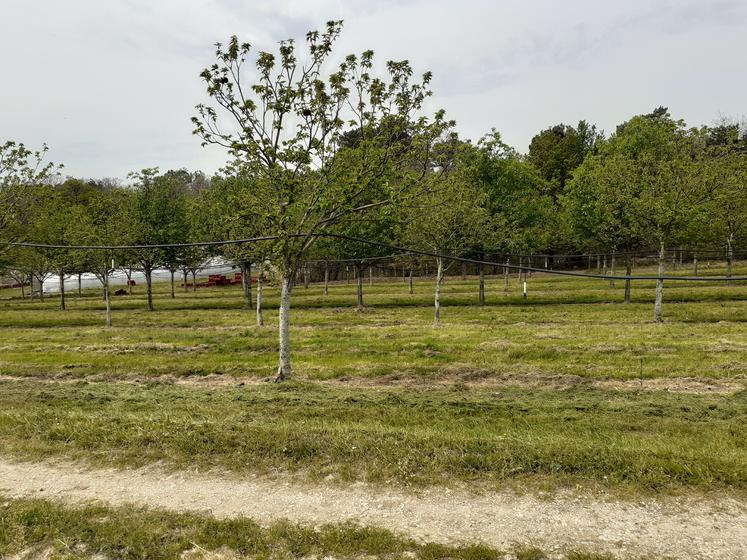 Le châtaignier aime les sols riches, profonds, filtrants, peu argileux, modérément sableux et non calcaire.