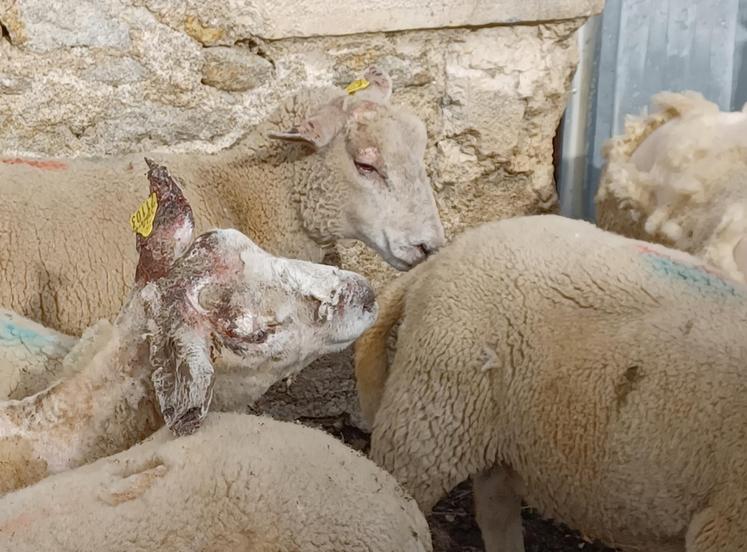 La rentrée en bergerie est obligatoire pour les brebis atteintes d’eczéma facial.