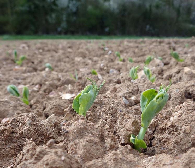 Il est important de respecter les densités de semis selon les sols pour limiter les risques de maladie.