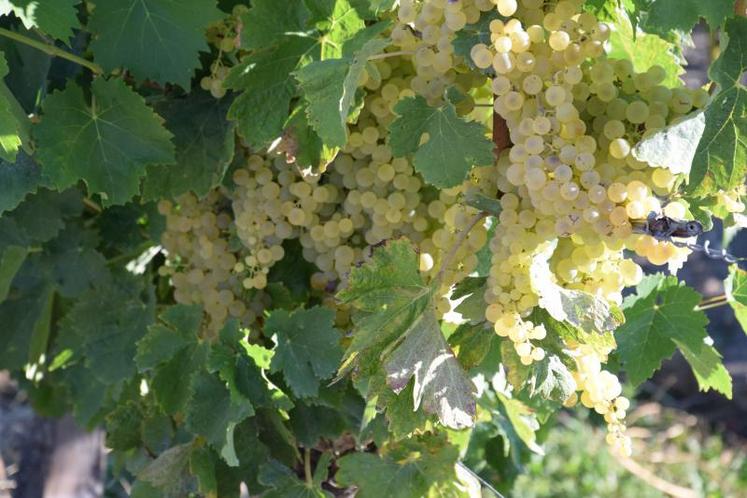 Les syndicats viticoles trouvent la charte de bon voisinage de Charente-Maritime insuffisante.