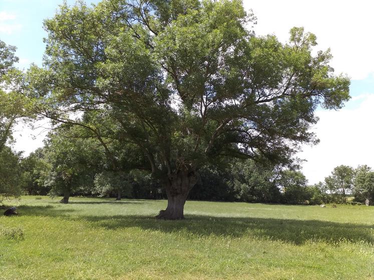 Une série d’étapes étant à prévoir avant la signature d’un contrat, il est conseillé aux exploitants de se rapprocher rapidement des conseillers de la Chambre interdépartementale d’agriculture de la Charente-Maritime et des Deux-Sèvres.