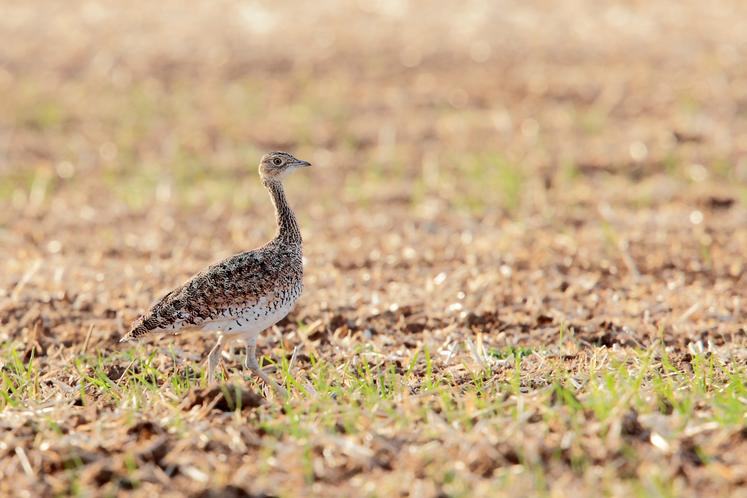 Outarde canepetière femelle.