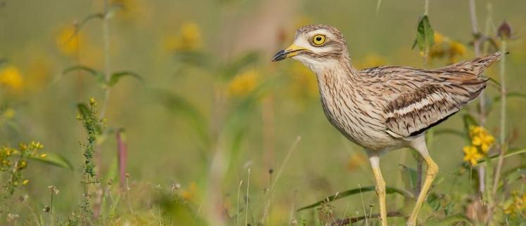 L’œdicnème criard, quoique méconnu, est bien présent dans nos plaines. 