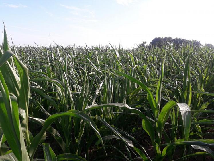 Les parcelles de maïs en indice précoce, non irriguées, comme ici, sont en pleine phase de floraison.