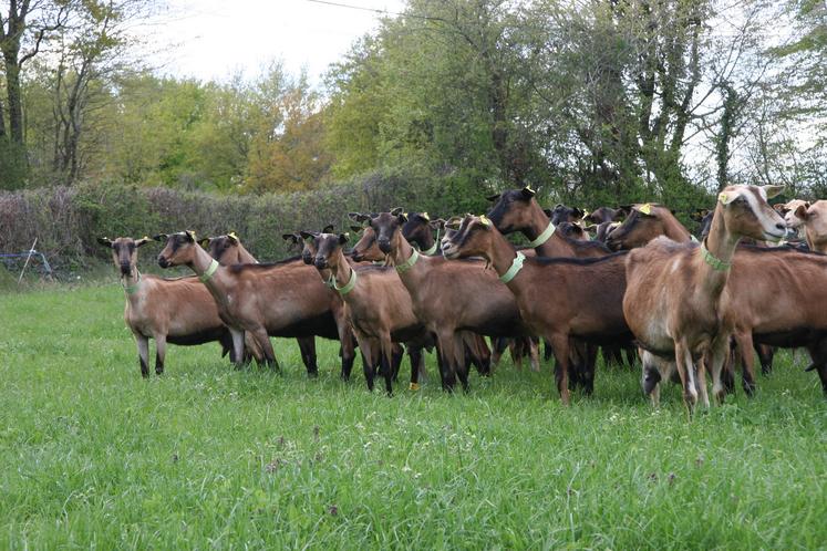 La marge brute de l’atelier caprin est restée similaire entre 2020 et 2021.