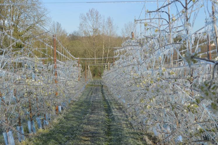 Deux-Sèvres, arboriculture, gelée, aspersion, EARL Desnoue