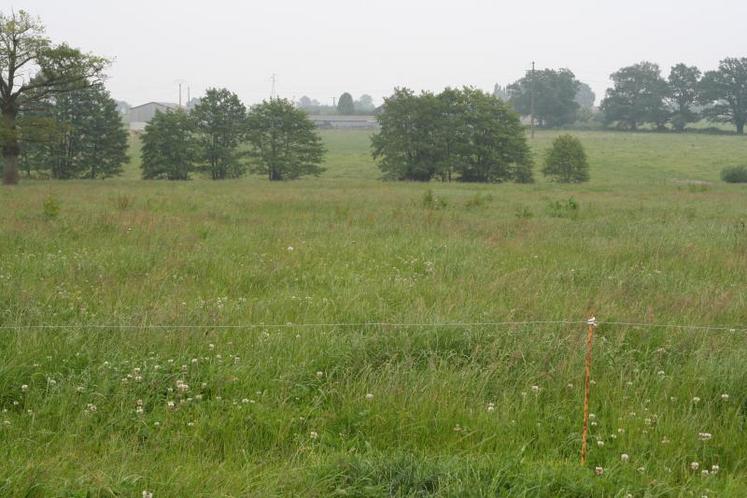 Le ray-grass anglais, ici en association avec du trèfle blanc,
est l’espèce prairiale la plus semée.