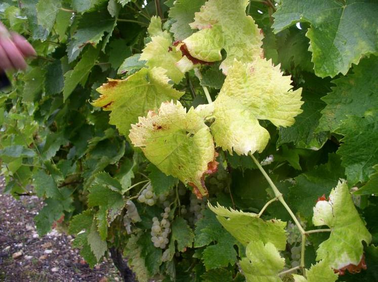 Un pied de vigne touché par la flavescence dorée.