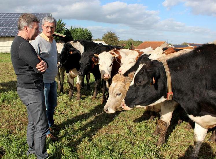 Le capteur du collier Feed’phone mesure et enregistre en permanence la position et les mouvements du cou de la vache.