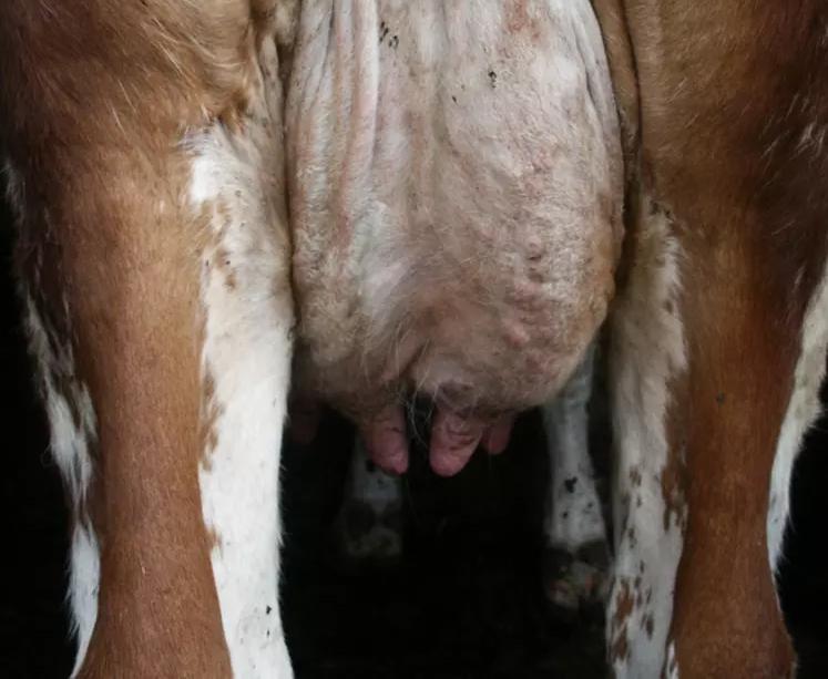 Exemple d’animal touché par la besnoitiose : la peau est épaissie, craquelée par endroits, et sèche.