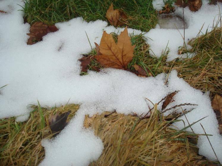 L’herbe trop haute avant l’hiver finit par faner et peut constituer un paillage néfaste au redémarrage de la prairie au printemps.