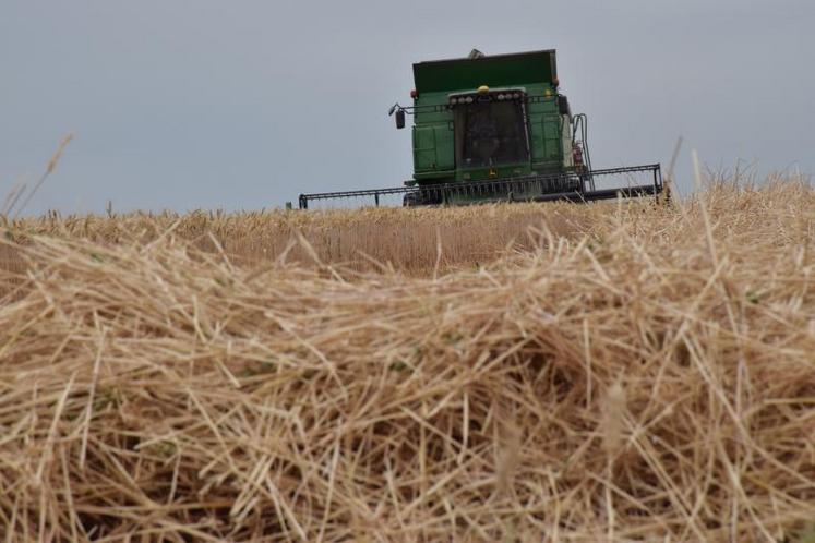 Où il faisait 62 q/ha en orge l'an dernier, Claude Girard, de Vouillé, a fait 52 q cette année. En revanche, la moissonneuse-batteuse de l'entrepreneur de travaux agricoles à qui l'exploitant délègue le chantier de récole rentre un grain d'une qualité exceptionnelle.