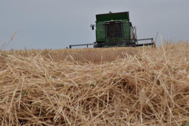 Où il faisait 62 q/ha en orge l'an dernier, Claude Girard, de Vouillé, a fait 52 q cette année. En revanche, la moissonneuse-batteuse de l'entrepreneur de travaux agricoles à qui l'exploitant délègue le chantier de récole rentre un grain d'une qualité exceptionnelle.