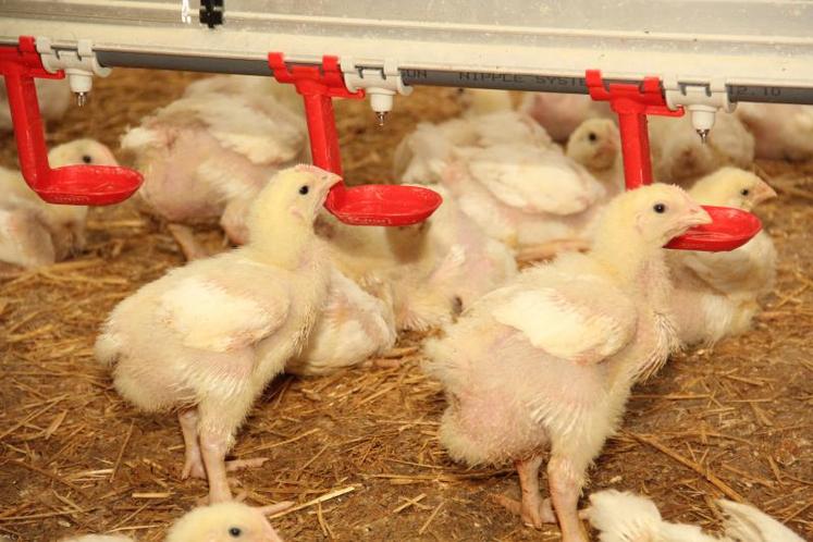 L’effet de la directive bien-être du poulet de chair qui « bride » les densités ne s’est pas encore fait sentir sur la productivité qui, comme en témoigne l’enquête, a de nouveau progressé en 2010-2011.