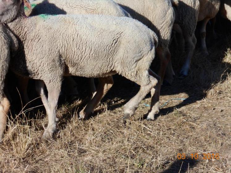 La nouvelle myiase est déjà active avec de l’avance cette année dans le sud de la Vienne et autour de Brillac en Charente.