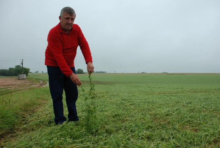 Il y a une semaine encore, Jean-Michel Arnaud avait, ici, un champ de pois de 50 cm de hauteur. L’orage de grêle a ravagé une culture au rendement prometteur.