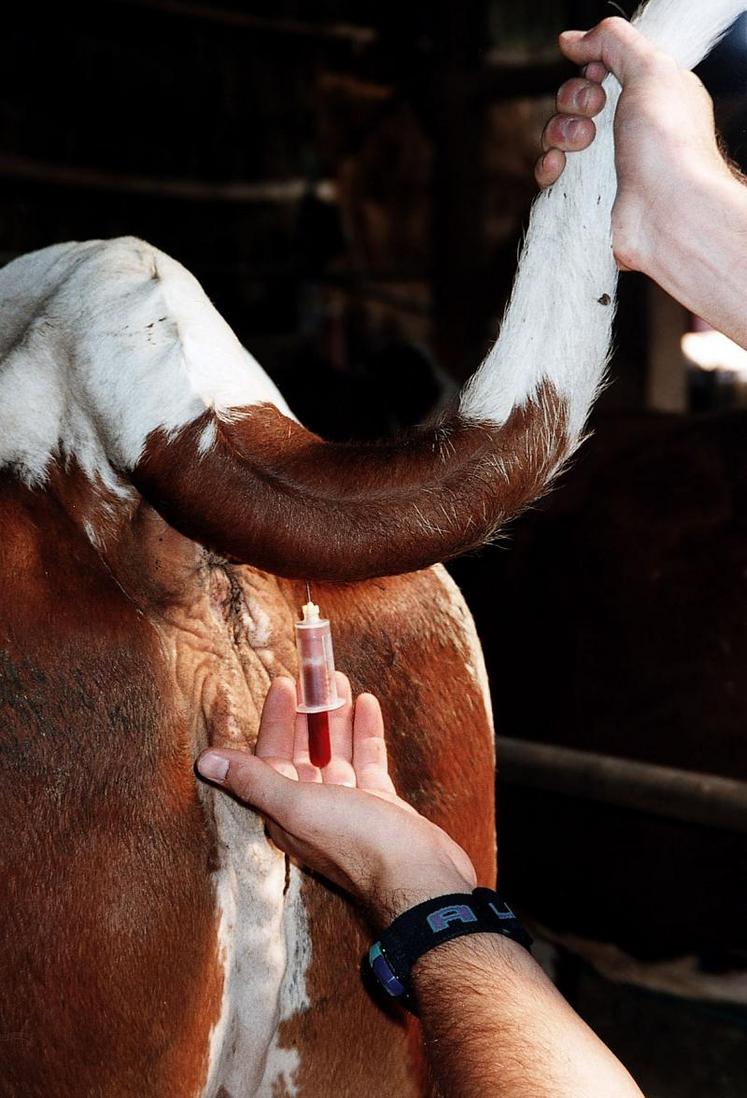 La brucellose, la BVD et l’IBR doivent être dépistées.