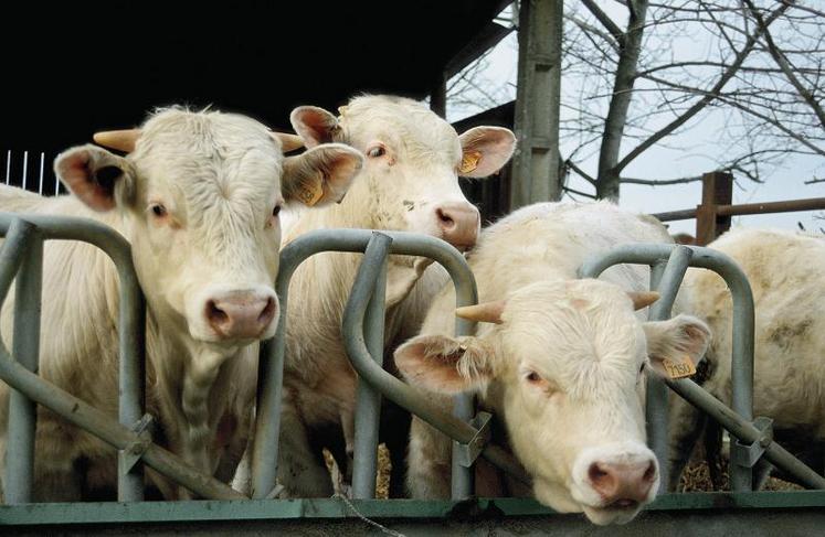 La réévaluation des cours du milieu d’année ne suffit pas à compenser le manque à gagner du début d’année et la dégradation envisagée pour les dernières semaines. Sur le marché maigre, la situation a été favorisée par les débouchés turc et italien en début d’année.