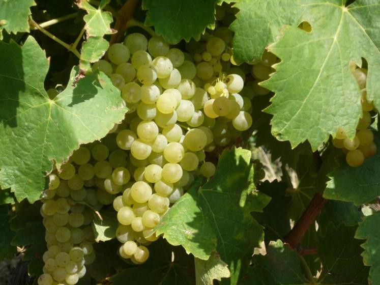 Le vignoble de cognac est engagé dans le Plan National Dépérissement du vignoble depuis 2016. La Station viticole du BNIC y contribue.