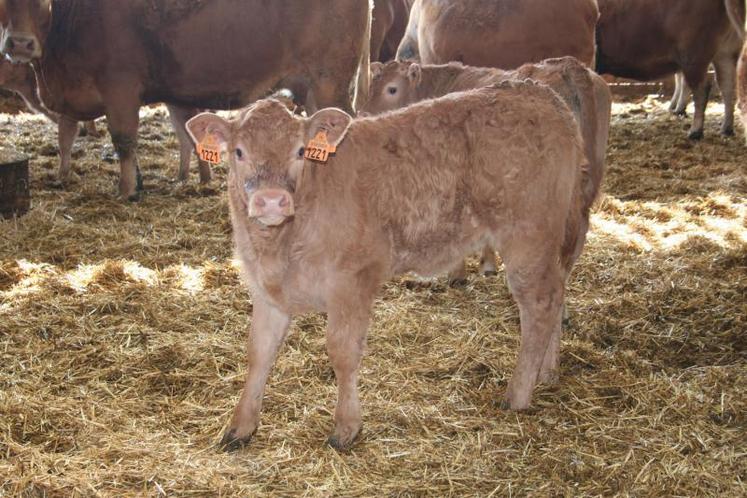 Depuis plusieurs années, l’engraissement des jeunes bovins 
se développe. En 2017, les prix ont contribué à cette tendance.